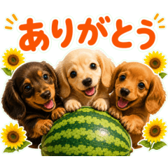 飛び出す♡ダックスの夏