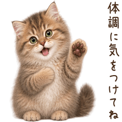 気遣い♪ サイベリアン 子猫