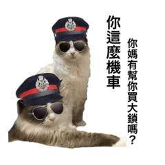 Ragdoll Middle and Happy_20191101140651