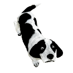 The dog and cat emoticons