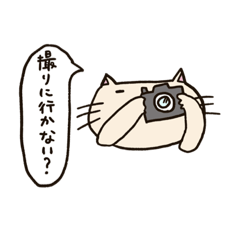 猫猫のほんわか日和【カメラ編】