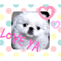 white pekinigese 1