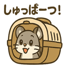 かわいいチンチラ日常