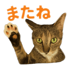 愛猫①かぐや