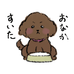 トイプーみーちゃんの日常