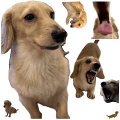 ダックスフンド☆うぶき君