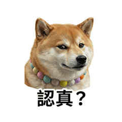 QQ DOG MEME