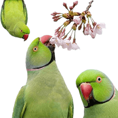 ワカケホンセイインコ　実写