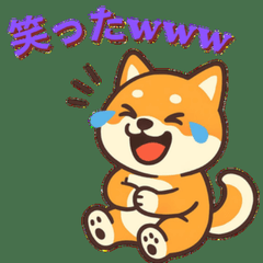 明るい柴犬