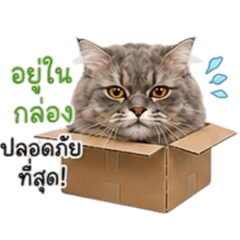 Shop Wawa_20260501174617