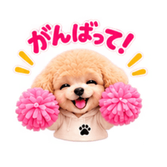 かわいいトイプードル1001