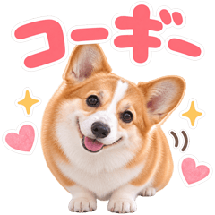 とびだす★コーギー★犬 いぬ わんこ