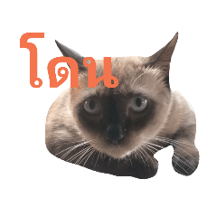 Dechakom_20190413212726