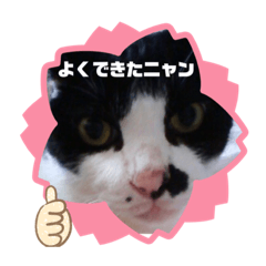ハチワレ猫のたろちゃん　パート2(にゃん)