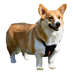 Aka the corgi