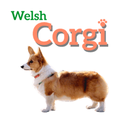 welsh corgi : COCOA