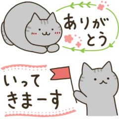 サバトラ猫さん＊家族連絡