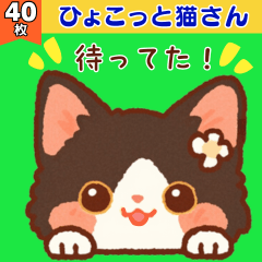 ひょこっと猫さん