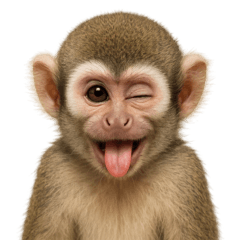 【どうぶつの島】リスザルの島