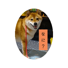 ～柴犬のくらし～