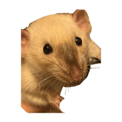 ぽてちと愉快なドブねじみ トゥー