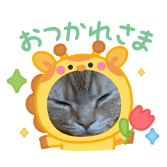 にゃーちゃんふぁみりー11