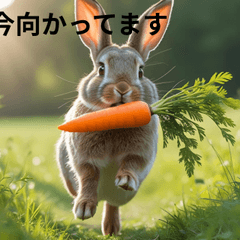 Fluffy & Cute AnimalPhotos