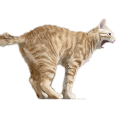 a little bit sleepy (cats ver)