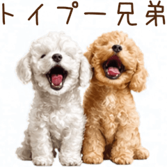 トイプー兄弟、今日も元気！