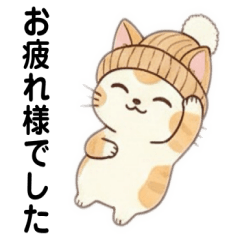 Cozy Kitty Expressions