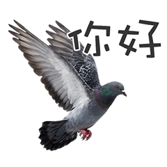 鳩であいさつ（台湾華語）
