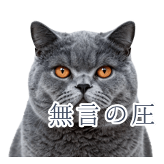 無言の圧と不器用な気遣いネコ