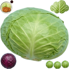 キャベツ　実写