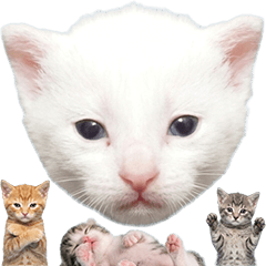 子猫　実写