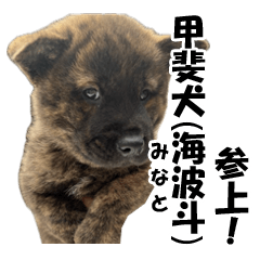 甲斐犬LOVE ４