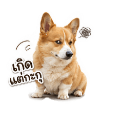 Scone The Corgi work day