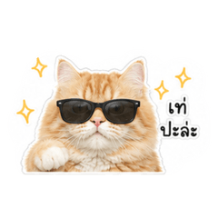 Thisisalotofcats_20260517173225