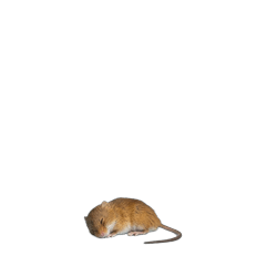 【小さく表示される】カヤネズミ