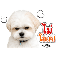 Otto Angry Dog