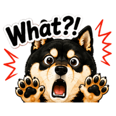 Kuro the Shiba – Funny Reactions