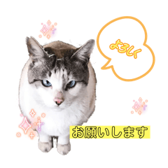 地域猫 あめ君1