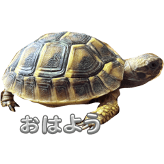 スロちゃんの日常（かめさん）