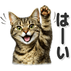 毎日使える！ キジトラ