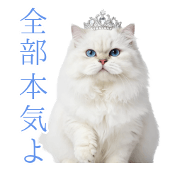 嘘じゃない！高貴な白猫様の超本気