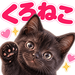 とびだす★黒猫★にゃんこ♡ねこ 猫