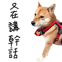 Beware! It's Shiba Inu - 2