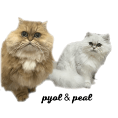ペルシャ猫兄弟　ピョルとパール