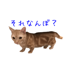 大阪弁の猫