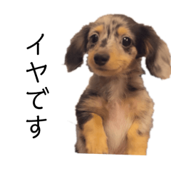 可愛い顔して可愛げのない犬