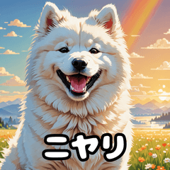 表情豊かなもふもふサモエドが大暴れ！